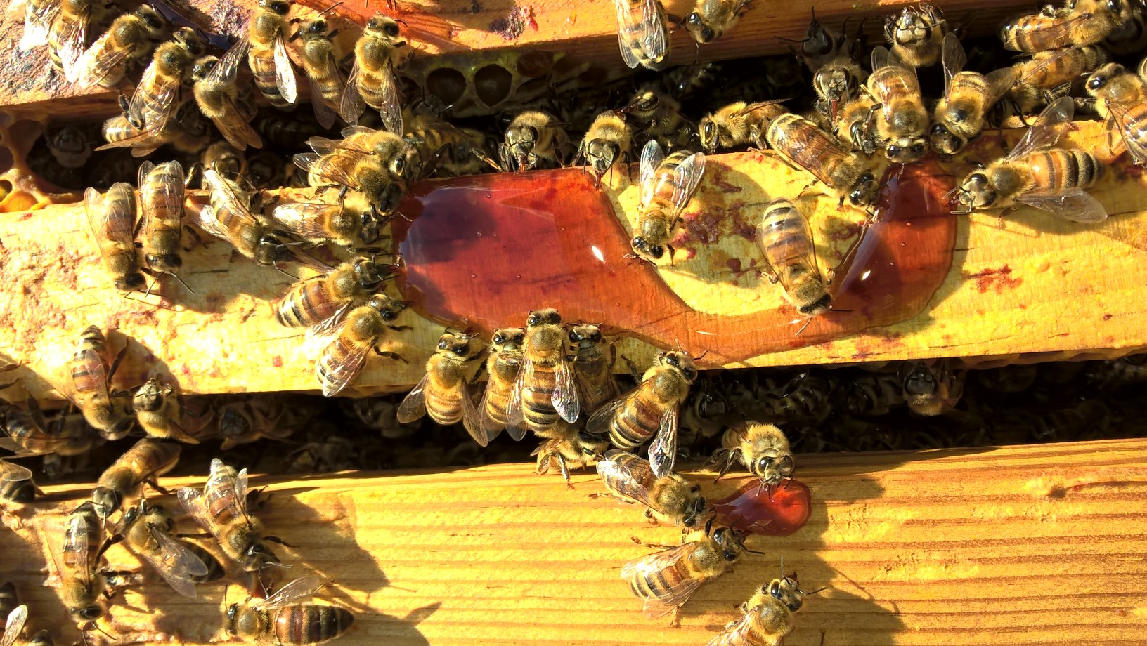 Miel et abeilles Miel et abeilles